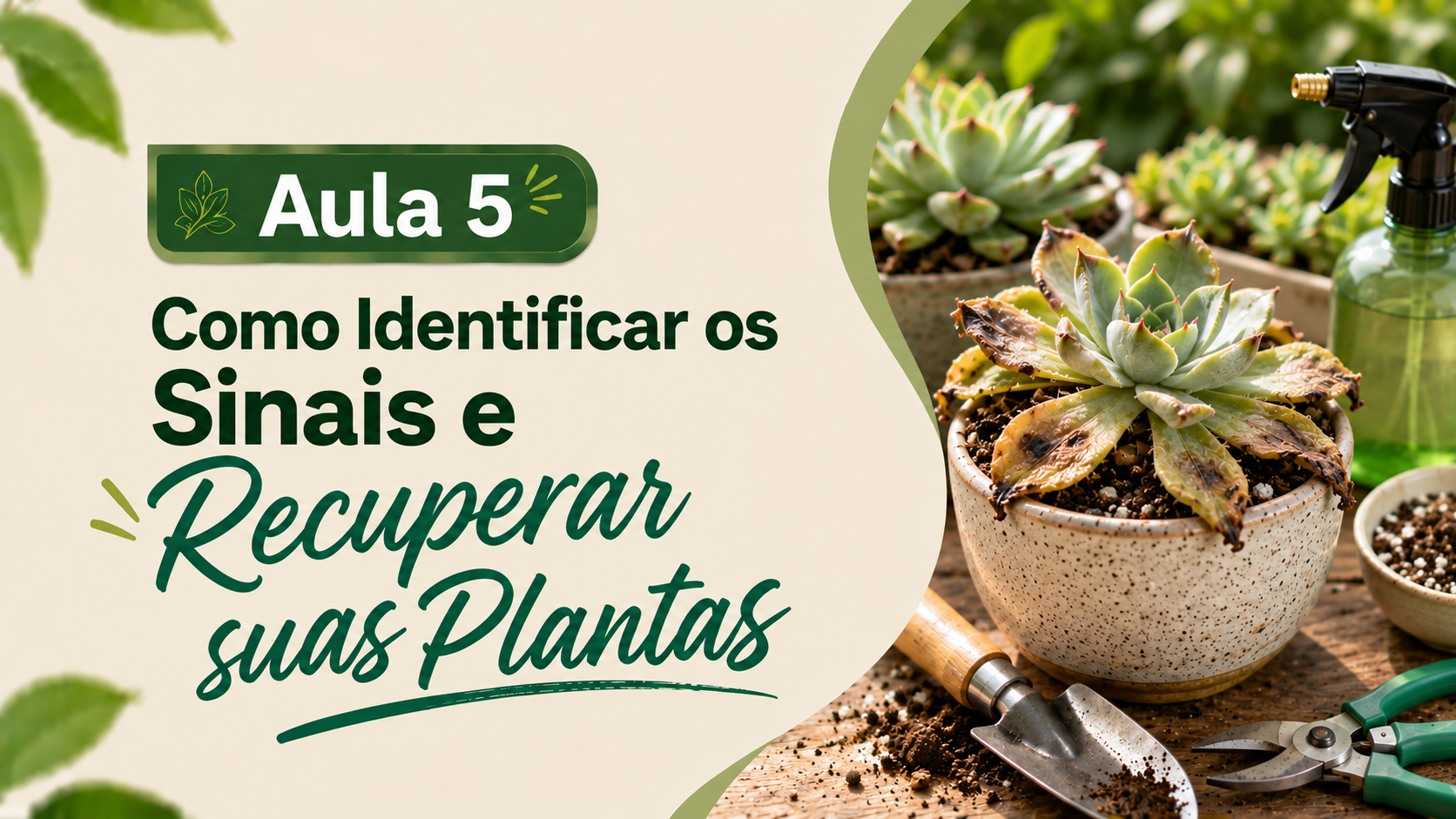 Aula 5: como identificar sinais e tentar recuperar suas plantas